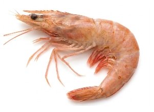 Home camarón con cabeza grande (copia)