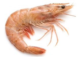 Home camarón con cabeza mediano (copia)