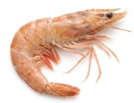 camarón con cabeza mediano