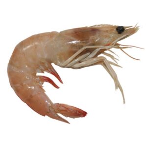 Home camarón con cabeza chico