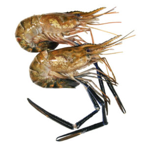 tenazas cangrejo moro mediano 1 kg. (copia)