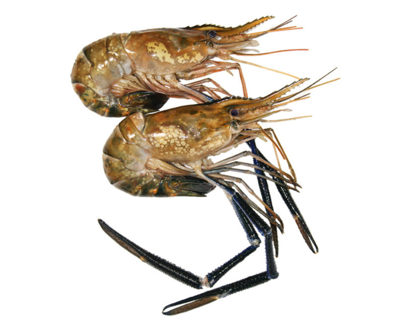 tenazas cangrejo moro mediano 1 kg. (copia) tenazas cangrejo moro mediano 1 kg. (copia)