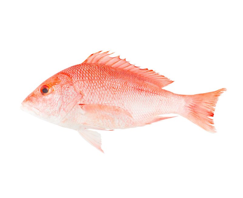 robalo entero. precio por kg. (copia) robalo entero. precio por kg. (copia)