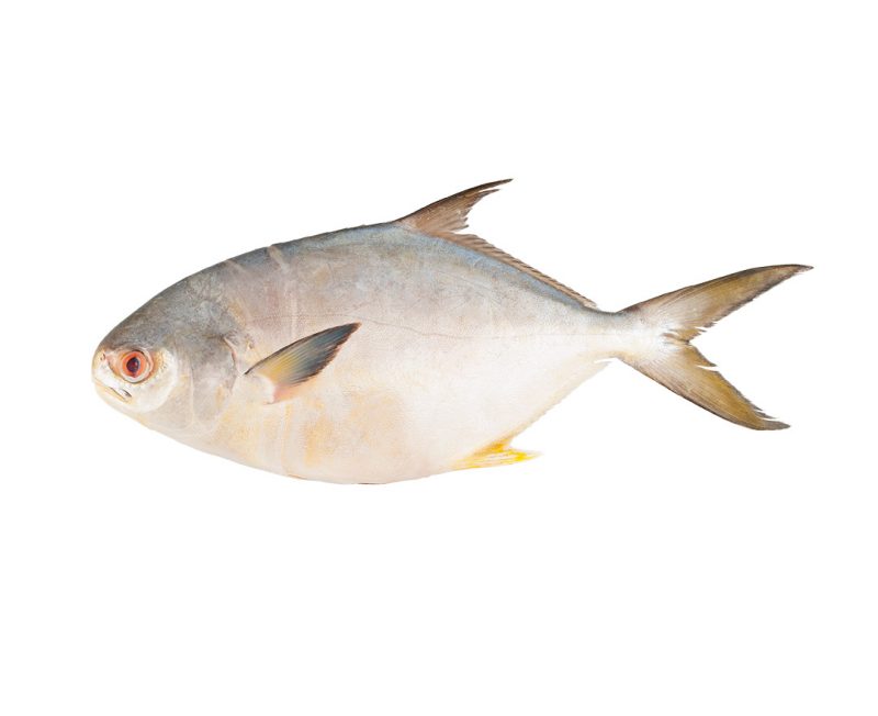 salmón entero. precio por kg. (copia) salmón entero. precio por kg. (copia)