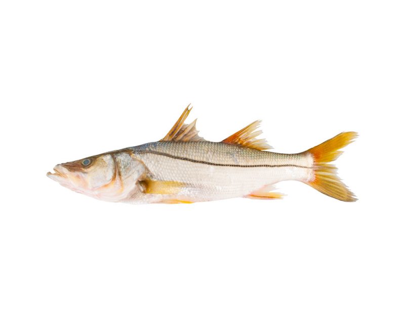 robalo entero. precio por kg. robalo entero. precio por kg.